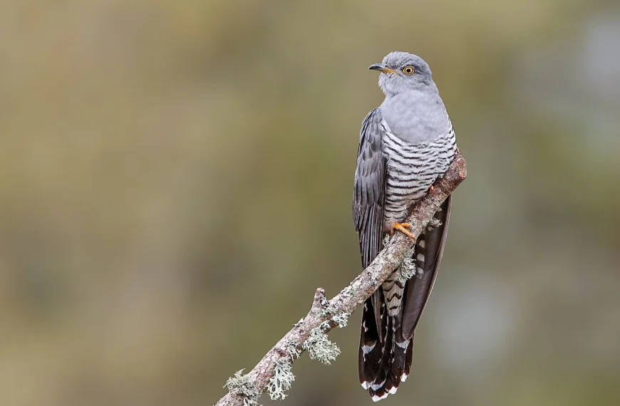 Of Cuckoos And Canadians: Birth And Dual Status