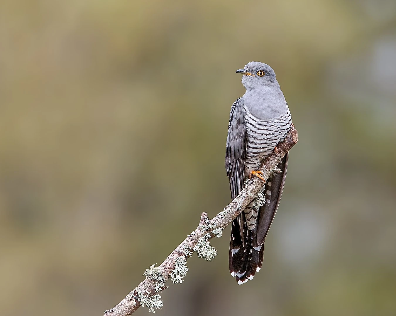Of Cuckoos And Canadians: Birth And Dual Status